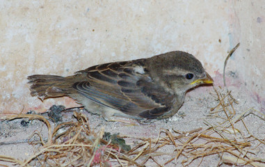 Small passerine bird - Sparrow