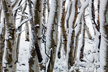 Obraz premium Snowy Winter Woodland, Utah, USA
