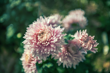 Pink small chrysanthemum grows on a Bush in the Park. Lovely small flowers for cutting and gift