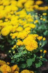 Orange small chrysanthemum grows on a Bush in the Park. Lovely little flowers for cutting and gift