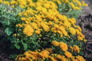 Orange small chrysanthemum grows on a Bush in the Park. Lovely little flowers for cutting and gift