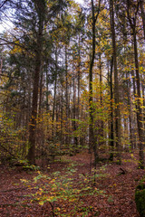 Felsbrocken mit Moos bewachsen im Herbstwald