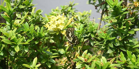 A butterfly flying over yellow little flowers.