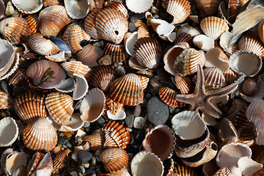 Seashells in a Pile