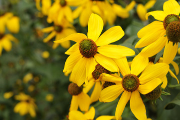 close-up of shiny coneflowers in flowerbed in autumn