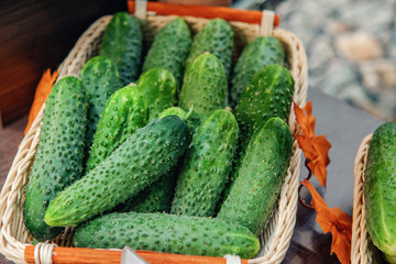 Fresh crispy spiked cucumbers lie in a basket in the window of the farmer's market. Elite modern varieties and hybrids of vegetables