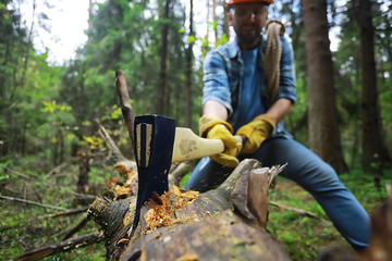 Male worker with an ax chopping a tree in the forest.