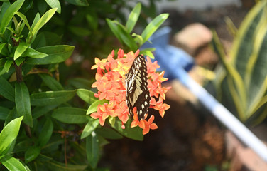 A butterfly flying over yellow little flowers.