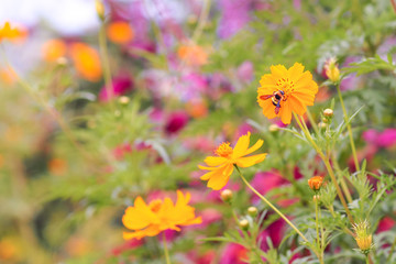A Bee Is Nectaring a Yellow  Cosmos or Mexican Aster Flower.  Selective Focus and Blurred Background.