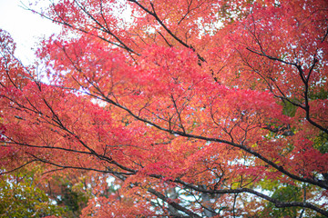 赤く染まるカエデ