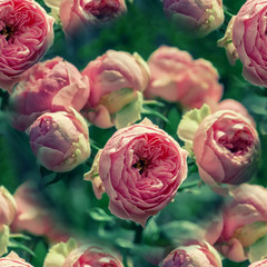 Roses of pink and green modern varieties in a bouquet for a gift. Background. Selective focus. Wallpaper