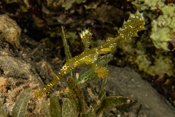 Ornate Ghost Pipefish in the Red Sea Colorful and beautiful, Eilat Israel