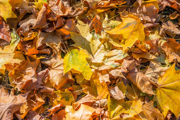 Colorful backround image of fallen autumn leaves perfect for seasonal use