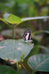 butterfly on green leaf photography 
