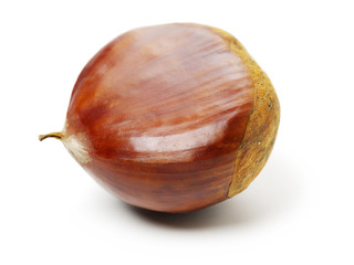 Sweet chestnut on white background