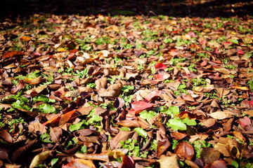 歩くとカサカサ音がするような落ち葉の道
