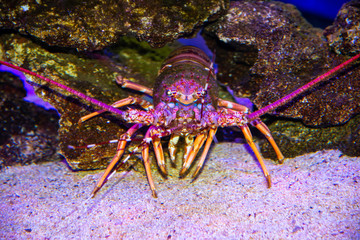 A Rock Lobster, photographed under water in its natural habitat.