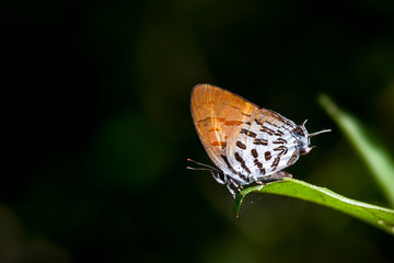 Orange butterfly on a leaf in a green background.