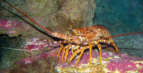 A Rock Lobster, photographed under water in its natural habitat.