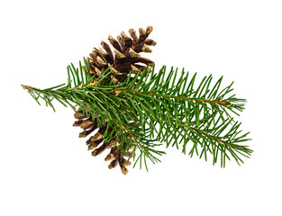 Brown pine cone  isolated on white background with clipping path with clipping pass