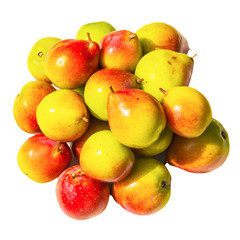 Pile red, yellow berry fruits,  Sorbus domestica