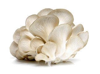 Oyster mushroom on white background