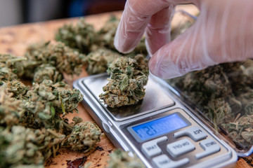 Indica vs. sativa: What’s the difference between cannabis types