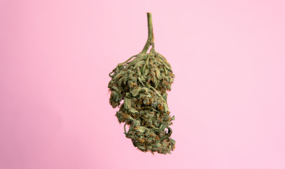 Explore cannabis strains with a new perspective. Cannabinoid and terpene profile, Terpenes in...