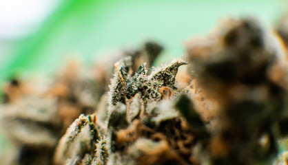 Explore cannabis strains with a new perspective. Cannabinoid and terpene profile, Terpenes in indica, sativa, and hybrid strains