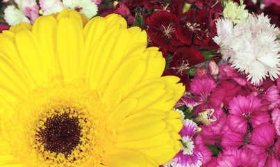 Beautiful background, yellow gerbera and colorful carnations