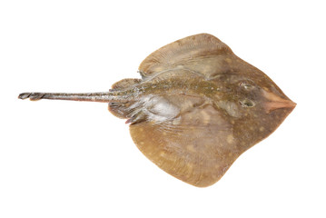 Fresh ray fish isolated on white background © zcy