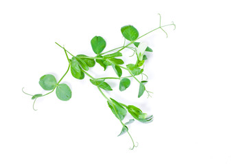 Young green sprouts of pea with bud isolated on white background