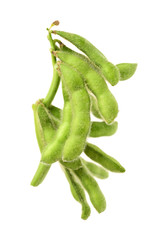 Fresh harvested soybean edamame plant isolated on white background