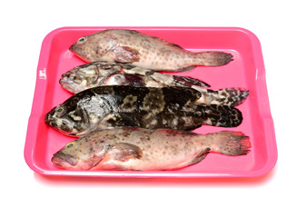 Grouper Fish on white background