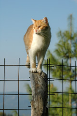Chat Blanc Photos Royalty Free Images Graphics Vectors
