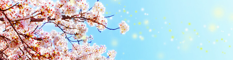 美しく満開に咲き誇る一本の桜とコピースペースの青い空とキラキラ