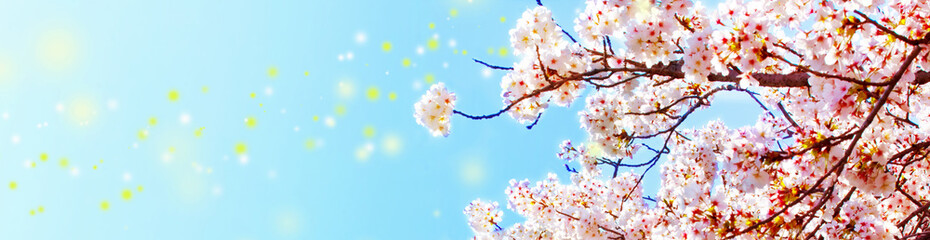 美しく満開に咲き誇る一本の桜とコピースペースの青い空とキラキラ
