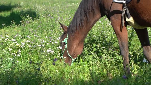 Grasendes Pferd