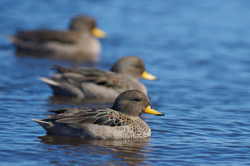 Speckled Teal (Anas flavirostris) on a pond on Bleaker Island in the Falkland Islands