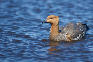 Upland Goose (Chloephaga picta leucoptera) on a fresh water pond on Bleaker Island in the Falkland...
