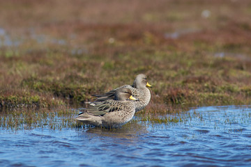 Speckled Teal (Anas flavirostris) on a pond on Bleaker Island in the Falkland Islands