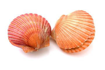 Raw scallop on white background 