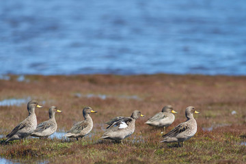 Speckled Teal (Anas flavirostris) on a pond on Bleaker Island in the Falkland Islands