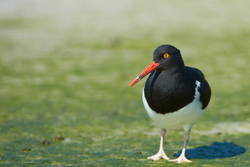 Magellanic Oystercatcher (Haematopus leucopodus) on the shore of Bleaker Island in the Falkland Islands.