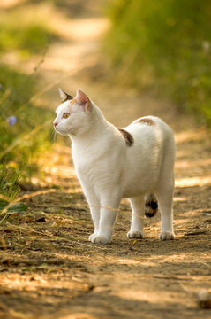 170 Best Chat Blanc Images Stock Photos Vectors Adobe Stock