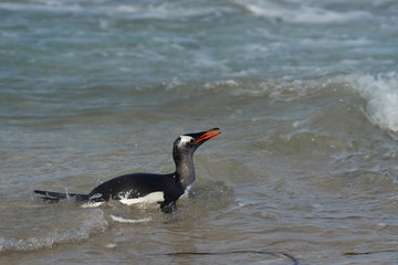 Gentoo Penguins (Pygoscelis papua) coming back to land after a day spent feeding at sea. Bleaker Island in the Falkland Islands.