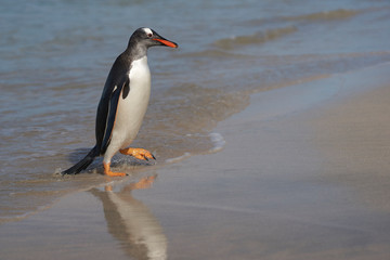 Gentoo Penguins (Pygoscelis papua) coming back to land after a day spent feeding at sea. Bleaker Island in the Falkland Islands.