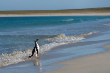 Gentoo Penguins (Pygoscelis papua) coming back to land after a day spent feeding at sea. Bleaker Island in the Falkland Islands.
