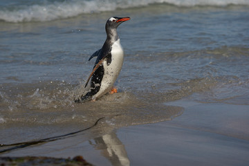 Gentoo Penguins (Pygoscelis papua) coming back to land after a day spent feeding at sea. Bleaker Island in the Falkland Islands.