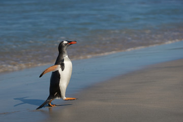 Gentoo Penguins (Pygoscelis papua) coming back to land after a day spent feeding at sea. Bleaker Island in the Falkland Islands.